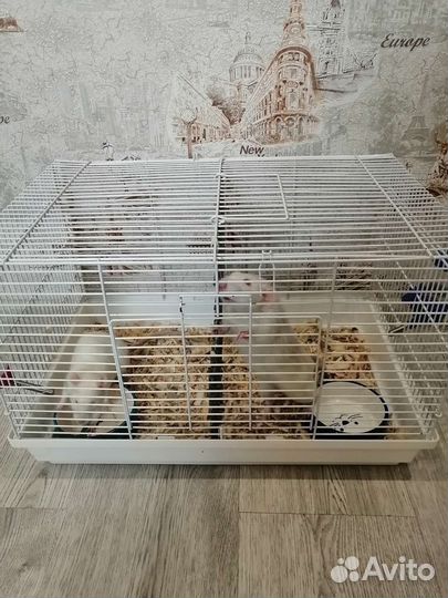Крыса с клеткой