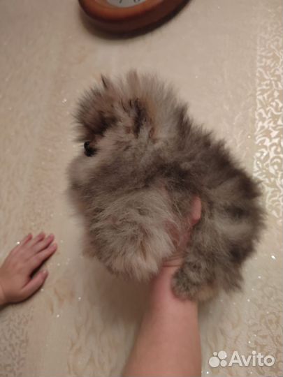 Шпицульки,настоящие мишки