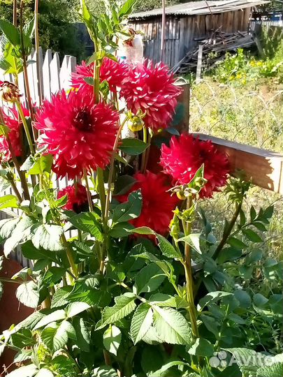 Георгины клубни