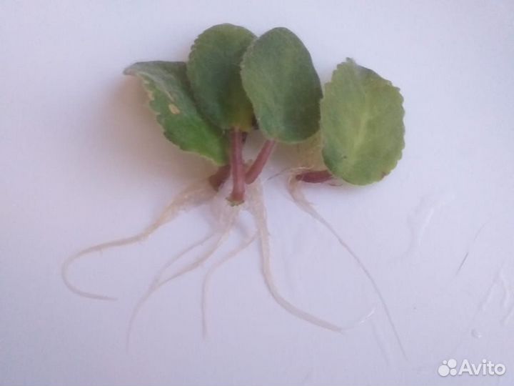 Молодые фиалочки и укорененные листья