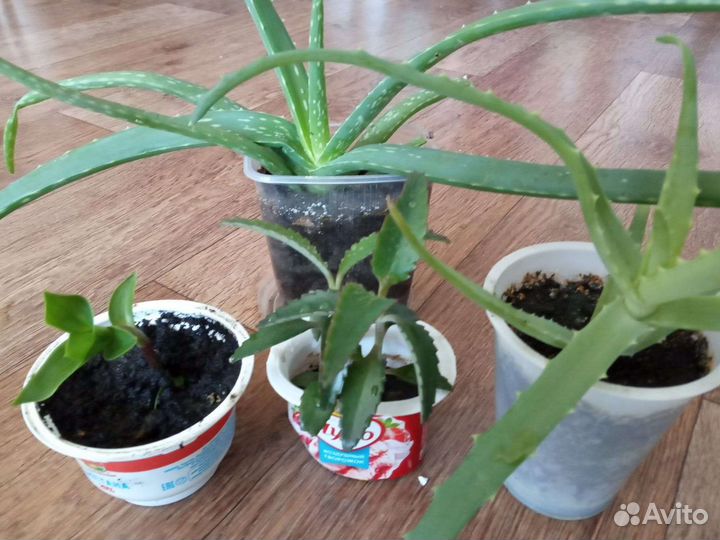 Алоэ вера лечебный