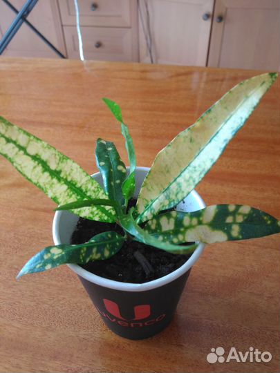 Комнатные растения