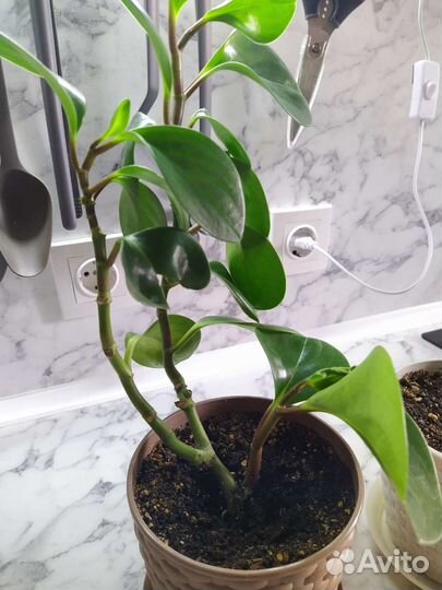 Пеперомия туполистная в горшке