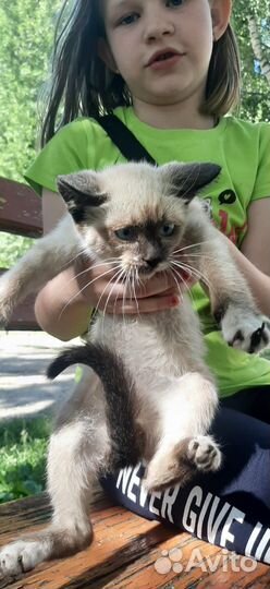 Котята