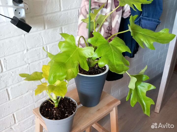 Филодендрон Голд сатин Золотой крокодил