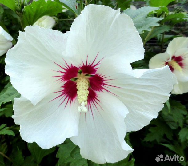 Гибискус древовидный