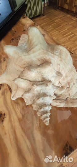 Ракушка морская большая