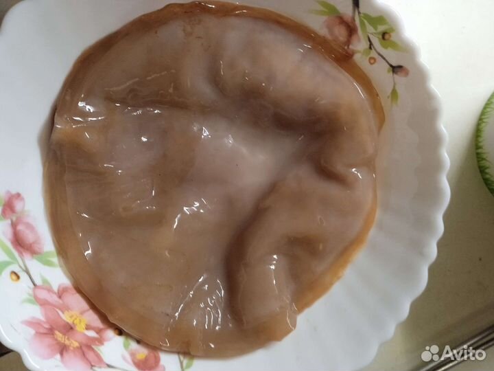 Чайный гриб (комбуча)