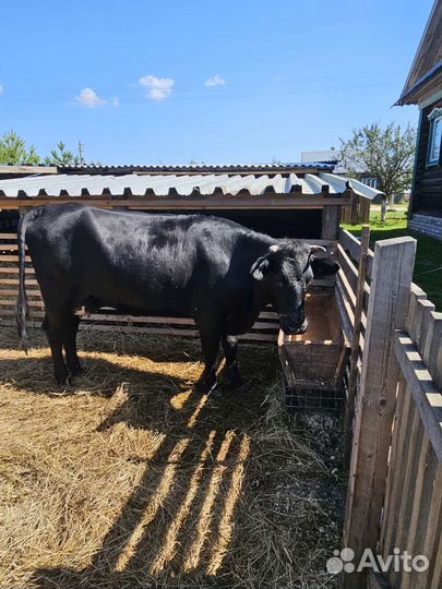 Корова дойная молочная