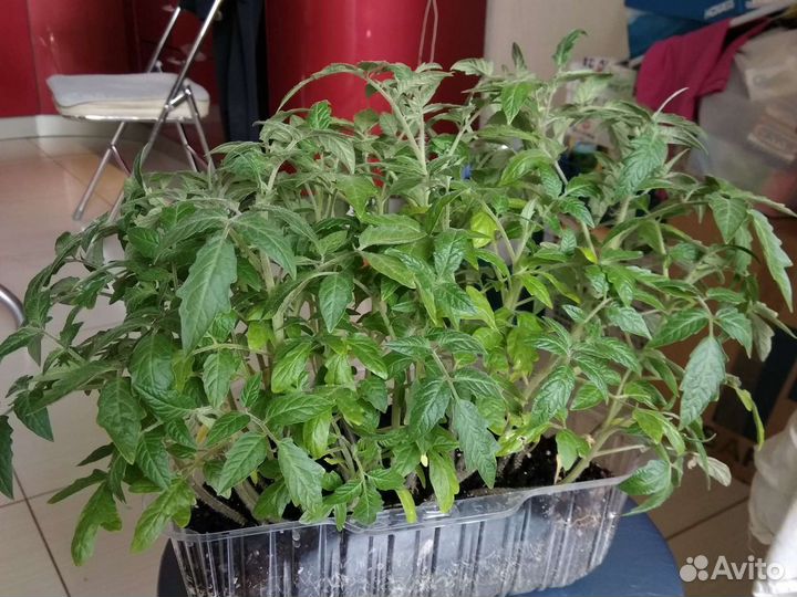 Рассада помидоров томатов