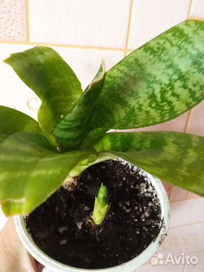 Сансевиерия