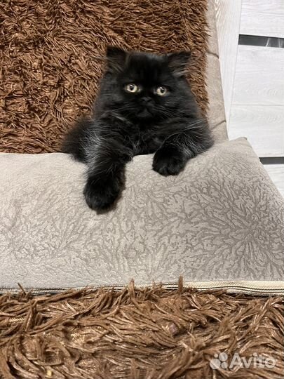 Персидская