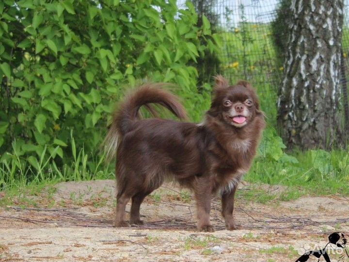 Чихуахуа шоколадный щенок