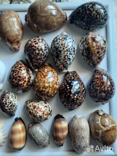 Ракушки, морские раковины