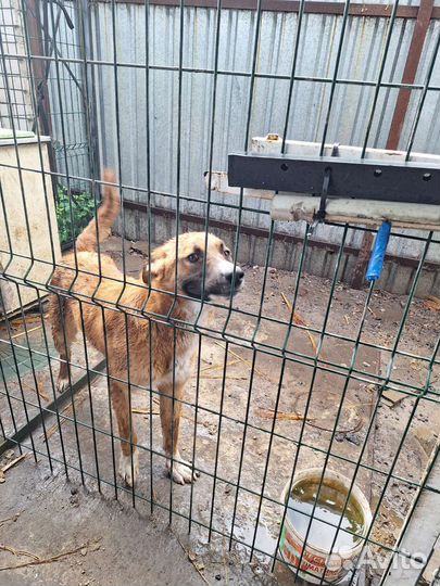 Пристроить в добрые руки Собак