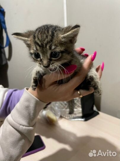 Сибирская кошка