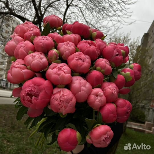 Пионы. Цветы и букеты из пионов