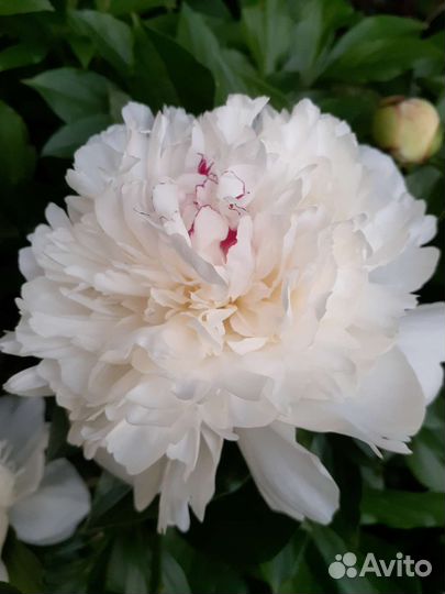 Пионы сортовые