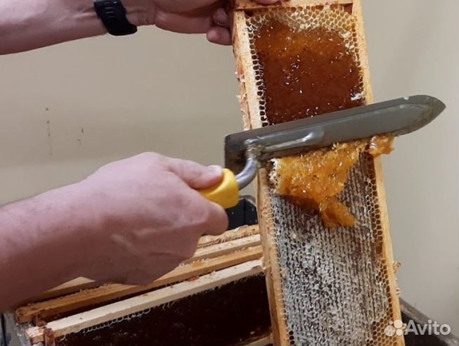 Мёд 2024 года из Алтая опт