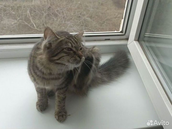 Кошка в дар бесплатно