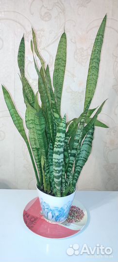 Сансевиерия