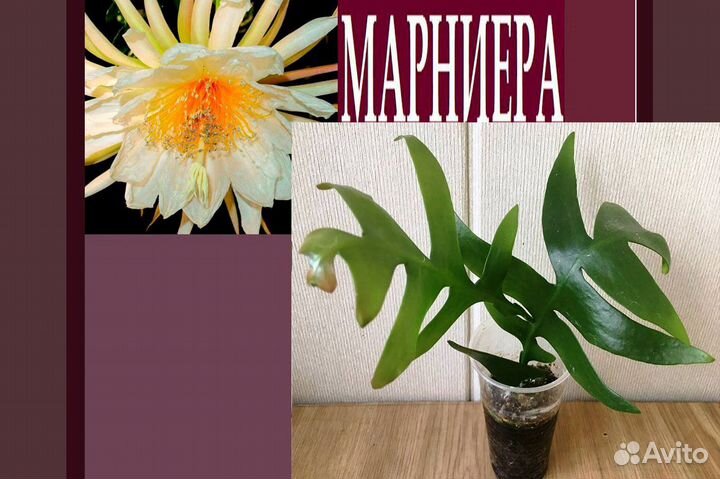 Розы,оксалис,эпифиллум,марниера,пилея,адениум,рипс
