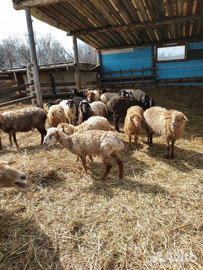 Продам баранов
