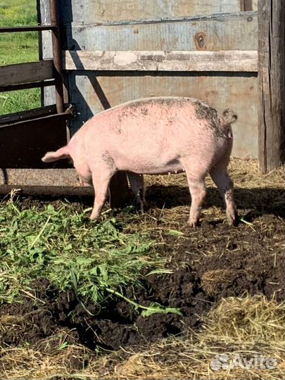 Свинья ландрас