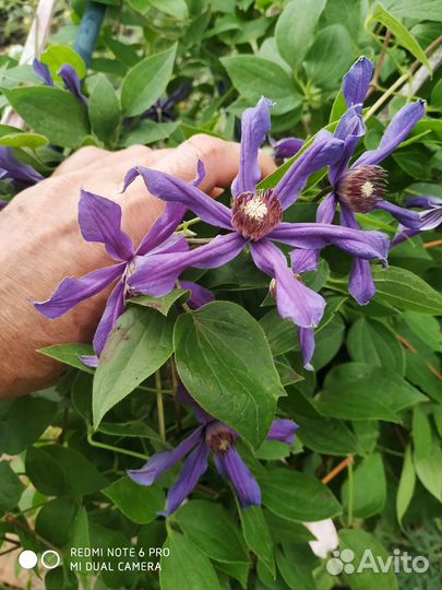Клематис деко В наличии ждет 1ждет своего хозяина