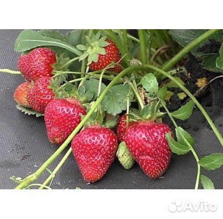 Клубника купчиха и другие сорта