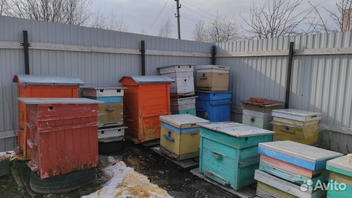 Продам пасеку