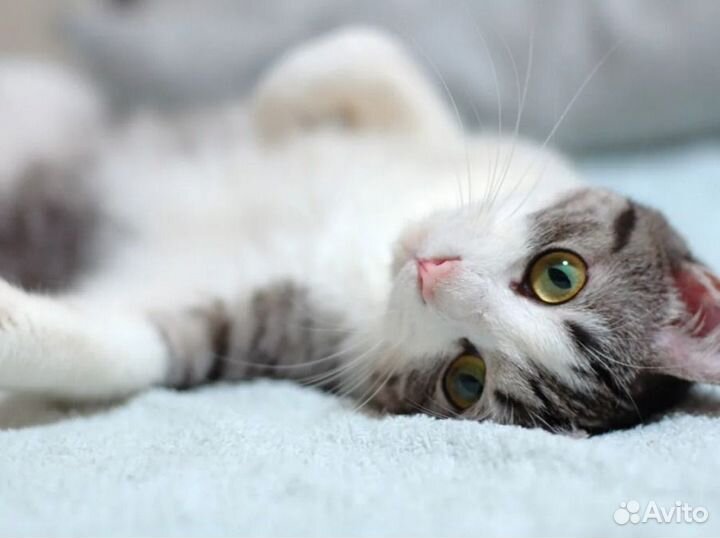 Симпатичный Шотландский Котик Симба В добрые Руки