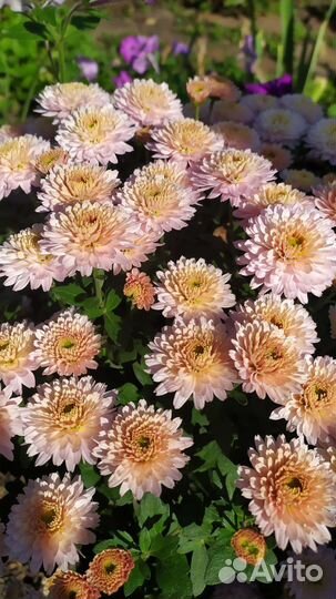 Хризантемы мультифлора