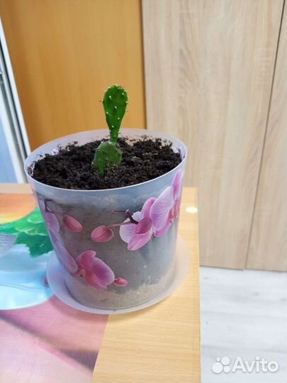 Толстянка, кактус, алоэ, каланхоэ