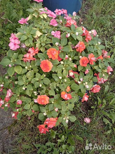 Бальзамин махровый (Ванька мокрый)