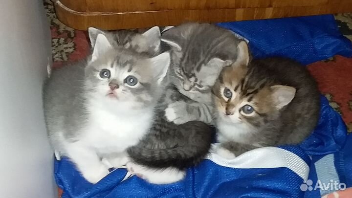 Отдам в хорошие руки