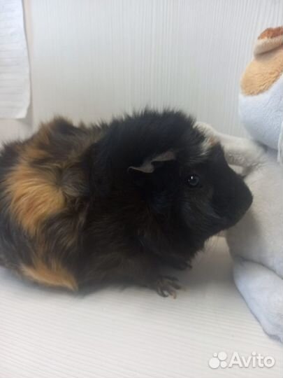 Морские свинки: малыши и взрослые