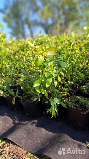 Саженцы голубики in vitro в ассортименте