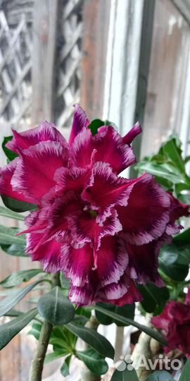 Адениум взрослый, прививки