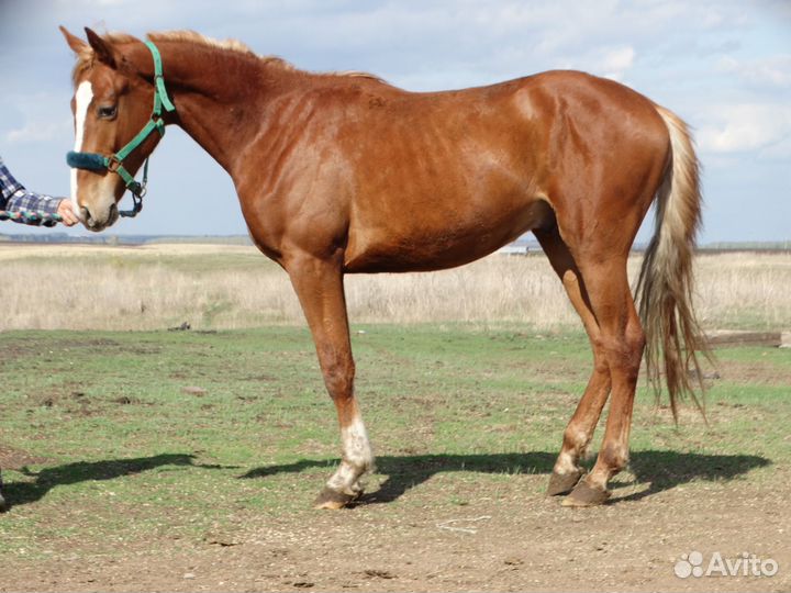 Полукровные лошади