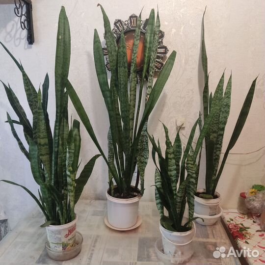 Папоротник, фиалка, сансеверия