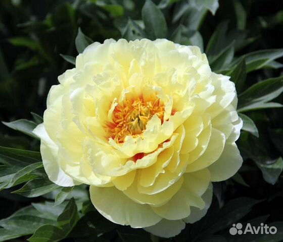 Гибрид пиона Bartzella