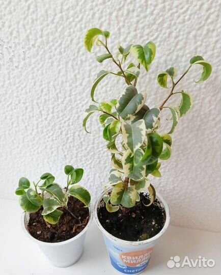 Фикусы разные