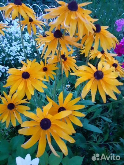 Сирень, цветы,спирея,на заказ