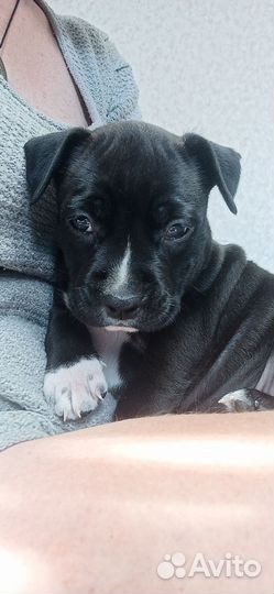 Стаффордширский терьер