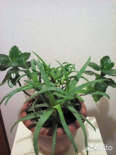 Хризантема, фиалки и др.цветы