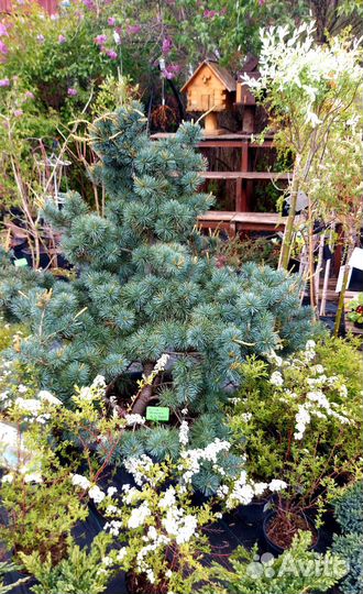 Сосна Негиши