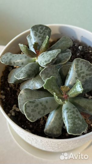 Адромискус