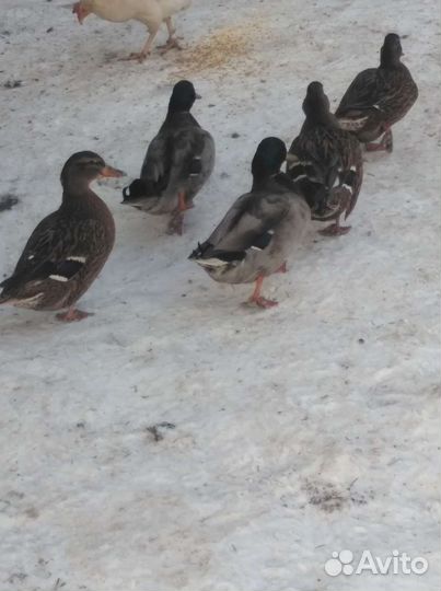 Подсадные утки