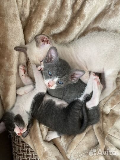 Котята Сфинкс Браш